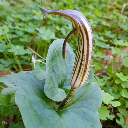 arisarum-vulgare-sentier-botanique-kavousi