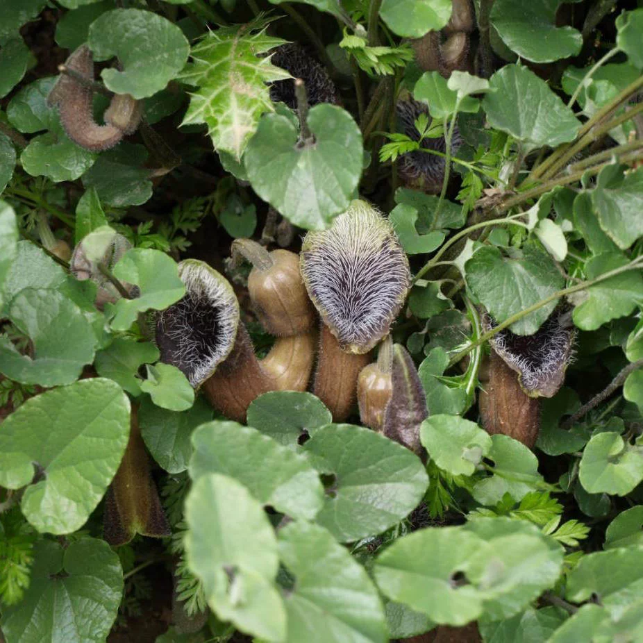 aristolochia-cretica-sentier-botanique-kavousi