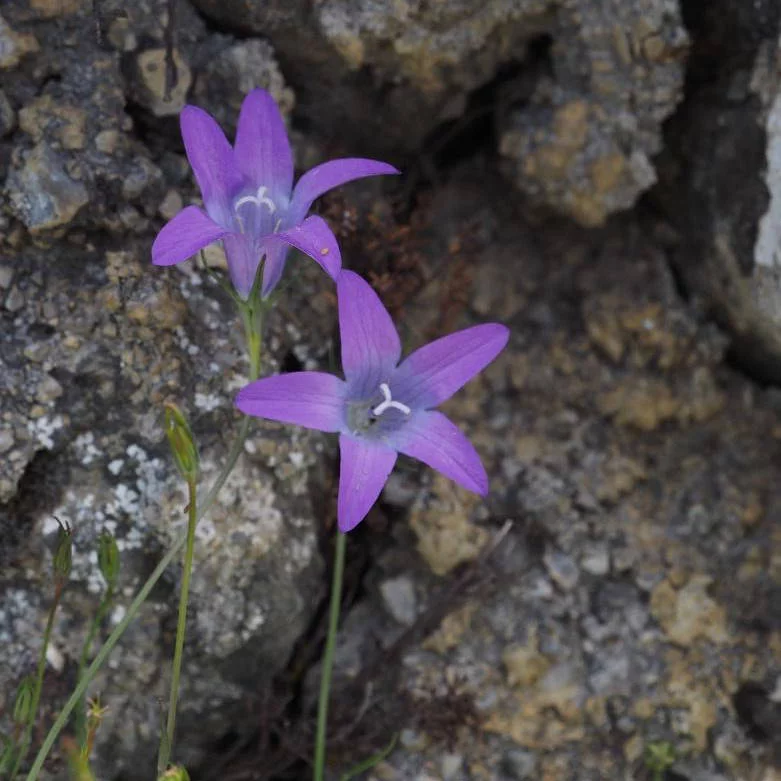 campanula-spatulata-sentier-botanique-alsace-crete