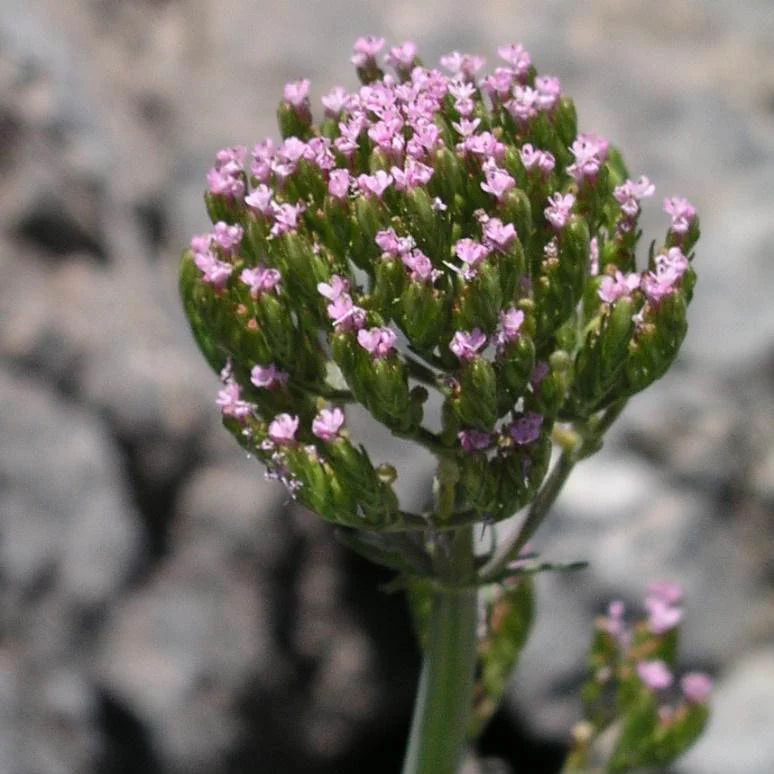 centranthus-calcitrapae