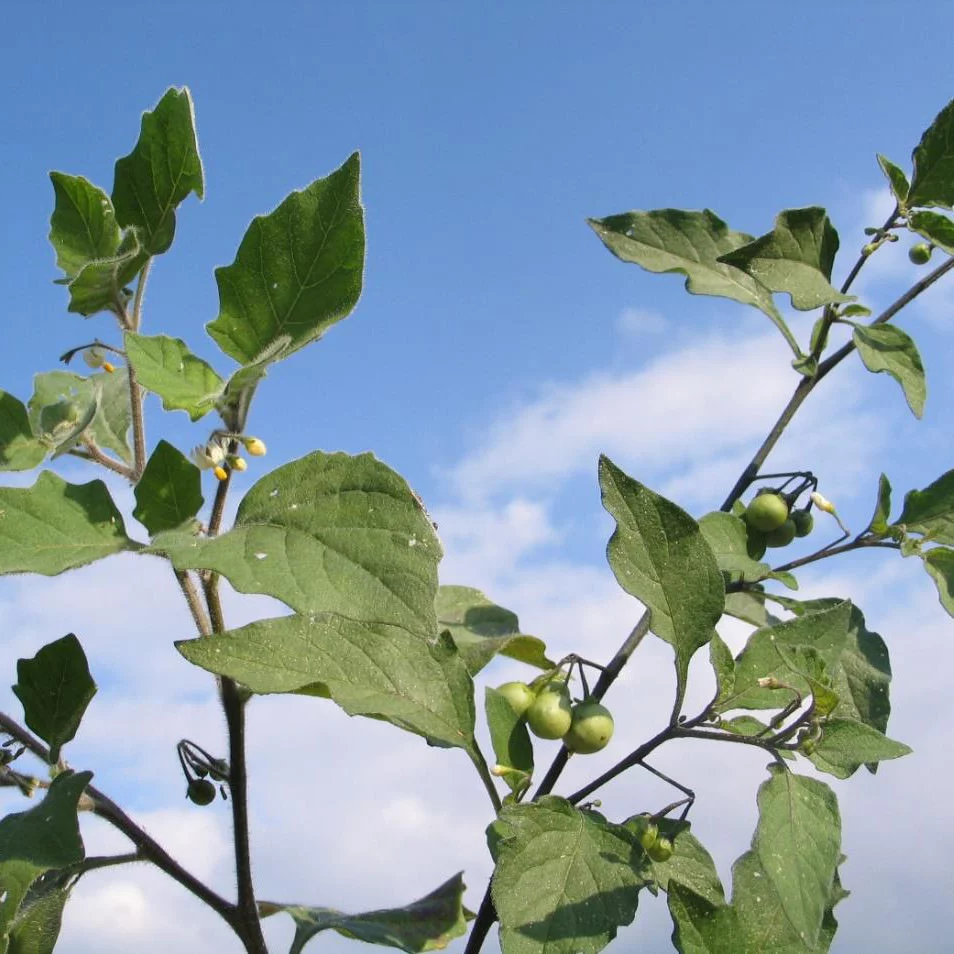 solanum-nigrum